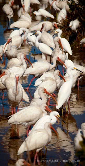 Flock of Ibis and Snowy Egrets