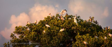 Ibis in for their evening roost in the 10,000 Islands, mangrove islands, mangroves, western Everglades, Everglades National Park Chokoloskee Island