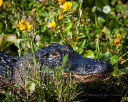 American Alligator in Yellow Flowers at the edge of the swamp.