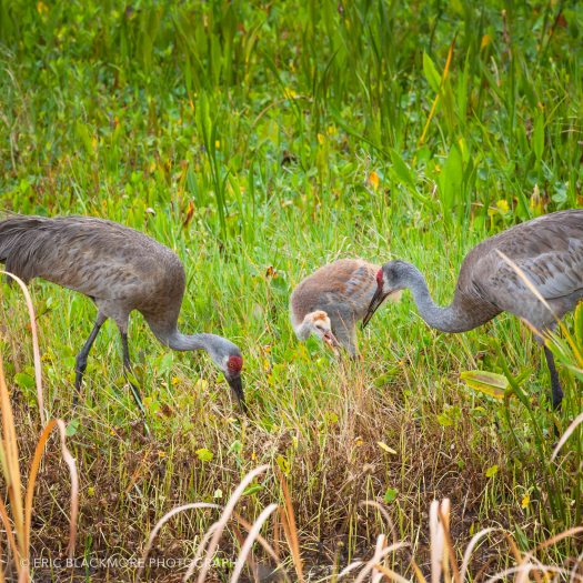 Sandhill Cranes with Colt in wetland